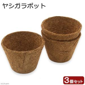 ココスヤシ 4本セット《H＝約70㎝・8号》169 コーナンオリジナル LIFELEX ココヤシポットM 3個入 KH09