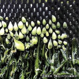 ビバリウム用 植栽シート PLANTING S...の詳細画像4