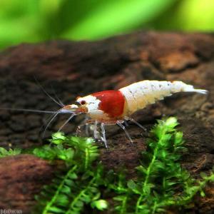 チャーム（charm） （エビ）無選別 レッドビーシュリンプ（200匹