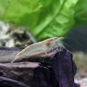 （エビ）トゲナシヌマエビ（１２匹）　北海道・九州航空便要保温