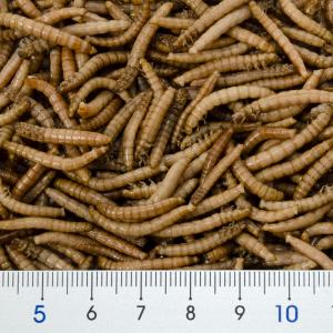 NPF ミルワーム(缶入り) 35g 両生類・...の詳細画像4