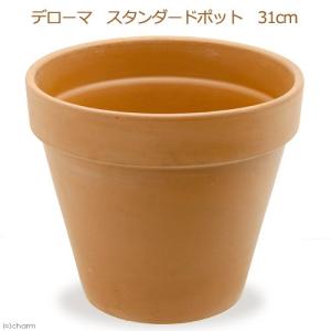多肉植物　デローマ　スタンダードポット　３１ｃｍ　洋ラン　サボテン　テラコッタ　寄せ植え　お一人様５点限り