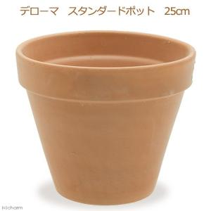 《終売》多肉植物　デローマ　スタンダードポット　２５ｃｍ　洋ラン　サボテン　テラコッタ　寄せ植え