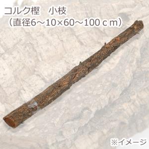 コルク樫　小枝　（直径６〜１０×６０〜１００ｃｍ）　園芸　素材　爬虫類　レイアウト