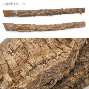 コルク樫 小枝 (直径6〜10×60〜100c...の詳細画像1