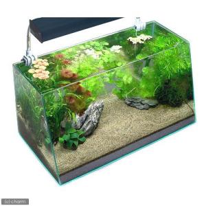 チャーム（charm） （水草）流木付 おまかせ水上葉 有茎草レイアウト