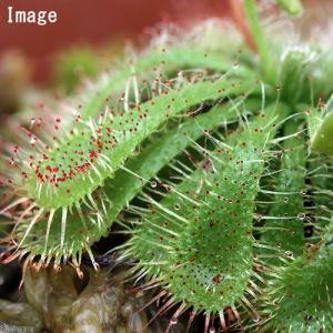 (食虫植物)コモウセンゴケ 2号(1ポット)(休...の商品画像