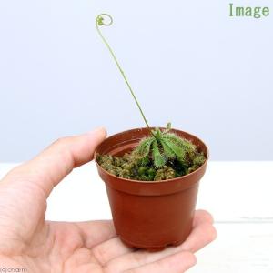 (食虫植物)コモウセンゴケ 2号(1ポット)(...の詳細画像1