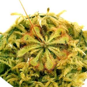 (食虫植物)コモウセンゴケ 2号(1ポット)(...の詳細画像2