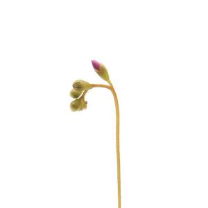 (食虫植物)コモウセンゴケ 2号(1ポット)(...の詳細画像3