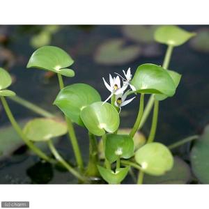 (ビオトープ)水生植物 ヘテランテラ レニフォ...の詳細画像1