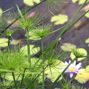 （ビオトープ）水辺植物　ミニパピルス（１ポット）　湿性植物｜chanet