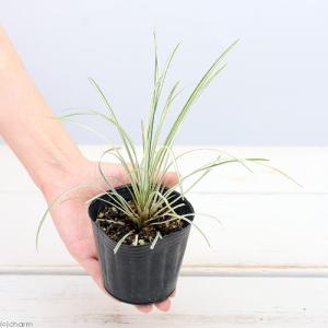 （ビオトープ）水生植物　リュウノヒゲ　白竜（１ポット）　常緑性湿性植物（休眠状態）