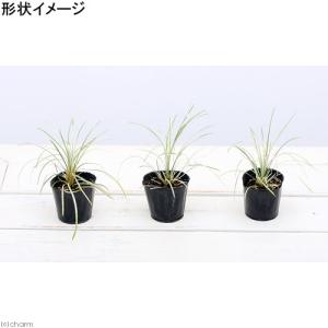 (ビオトープ)水生植物 リュウノヒゲ 白竜(1...の詳細画像1