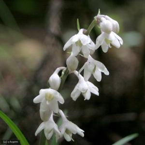 (ビオトープ)水生植物 リュウノヒゲ 白竜(1...の詳細画像2
