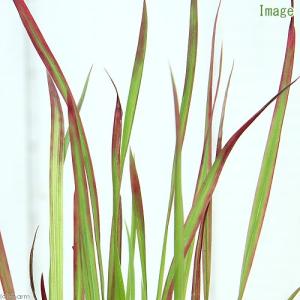 （ビオトープ）水生植物　ベニチガヤ（１ポット）　湿生植物