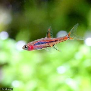 (熱帯魚)ボララス・ブリジッタエ(6匹) 北海道...の商品画像