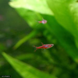 (熱帯魚)ボララス・ブリジッタエ(6匹) 北海...の詳細画像2