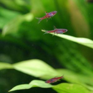 (熱帯魚)ボララス・ブリジッタエ(6匹) 北海...の詳細画像3
