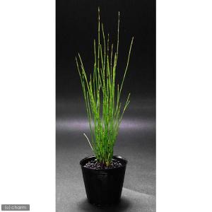 (ビオトープ)水生植物 ヒメトクサ(1ポット)...の詳細画像1