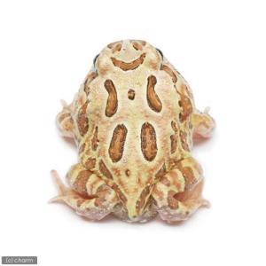 (両生類)クランウェルツノガエル ブラウン系 ...の詳細画像1