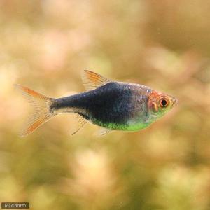 （熱帯魚）ヘテロモルファ・ブルーネオン（１匹）　北海道・九州航空便要保温｜chanet