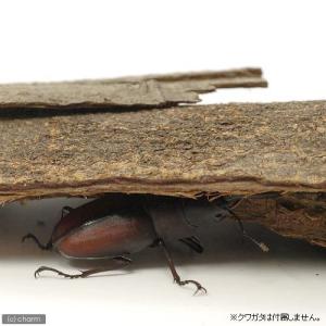 マルカン 天然樹皮 昆虫のくつろ木 容量約1リ...の詳細画像2