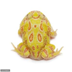 (両生類)クランウェルツノガエル ライムグリー...の詳細画像2