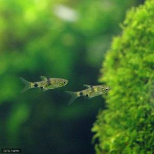 （入荷未定）（熱帯魚）プンティウス・ゲリウス（ブリード）（４匹）　北海道・九州航空便要保温