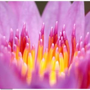 (ビオトープ)睡蓮 熱帯性睡蓮(スイレン)(紫...の詳細画像2