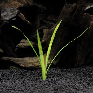 水草 エキノドルス ウルグアイエンシス 水中葉 無農薬 １株 チャーム Charm Paypayモール店 通販 Paypayモール