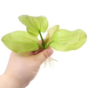 チャーム（charm） （水草）ホシクサsp．クチ（水中葉）（無農薬