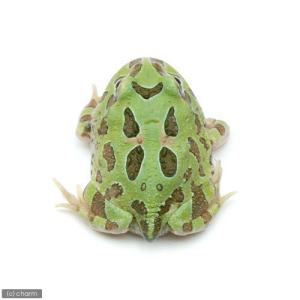 (両生類)クランウェルツノガエル ペパーミント...の詳細画像1