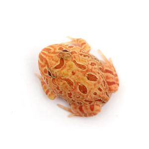(両生類)クランウェルツノガエル アプリコット...の詳細画像1