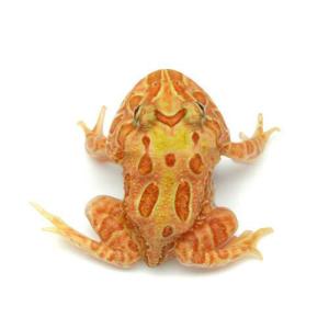 (両生類)クランウェルツノガエル アプリコット...の詳細画像2