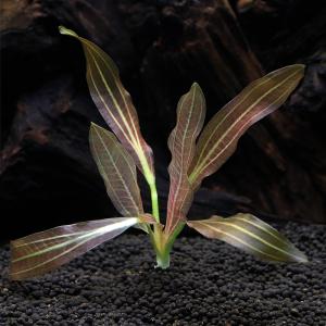 チャーム（charm） （水草）エキノドルス ビッグベアー 東南便（水上葉