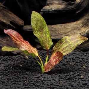 水草）エキノドルス ハディレッドパール 斑入り（1株） : チャーム