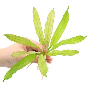 水草）エキノドルス オパクス ヴェルデ産（水中葉）（無農薬）（1株