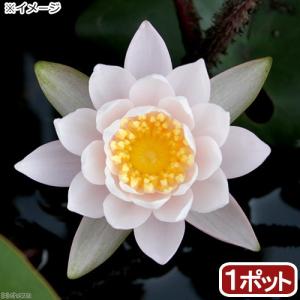 （ビオトープ）睡蓮　温帯性睡蓮（スイレン）（桃）　オドラータ　Ｗ．Ｂ．シャウ　Ｏｄｒａｔａ　Ｗ．Ｂ．Ｓｈａｗ　（１ポット）（休眠状態）