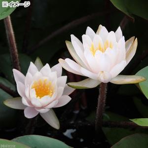(ビオトープ)睡蓮 温帯性睡蓮(スイレン)(桃...の詳細画像1