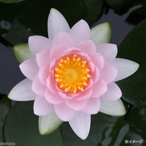 チャーム（charm） （ビオトープ）睡蓮 温帯性睡蓮（スイレン）（桃