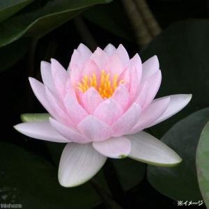 (ビオトープ)睡蓮 温帯性睡蓮(スイレン)(桃...の詳細画像1