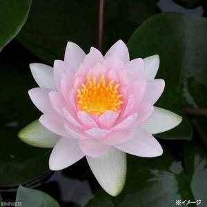 (ビオトープ)睡蓮 温帯性睡蓮(スイレン)(桃...の詳細画像2