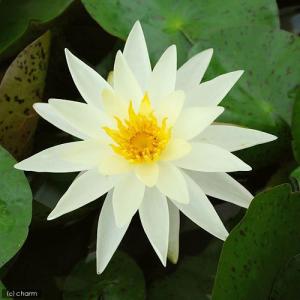 （ビオトープ）睡蓮　温帯性睡蓮（スイレン）（黄）　シャーレーン・ストロウン（１ポット）（休眠状態）