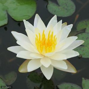 (ビオトープ)睡蓮 温帯性睡蓮(スイレン)(黄...の詳細画像1