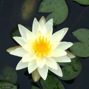 (ビオトープ)睡蓮 温帯性睡蓮(スイレン)(黄...の詳細画像2