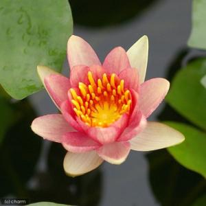 （ビオトープ）睡蓮　温帯性睡蓮（スイレン）（チェンジャブル）　コマンチェ　Ｃｏｍａｎｃｈｅ　（１ポット）（休眠状態）