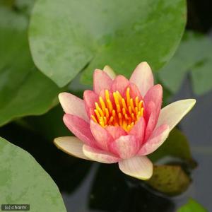 (ビオトープ)睡蓮 温帯性睡蓮(スイレン)(チ...の詳細画像1