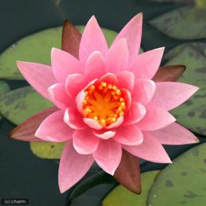 (ビオトープ)睡蓮 温帯性睡蓮(スイレン)(桃...の詳細画像2