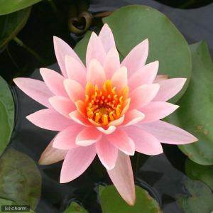 （ビオトープ）睡蓮　温帯性睡蓮（スイレン）（黄）　ピーチ＆クリーム　Ｐｅａｃｈ＆Ｃｒｅａｍ　（１ポット）（休眠状態）